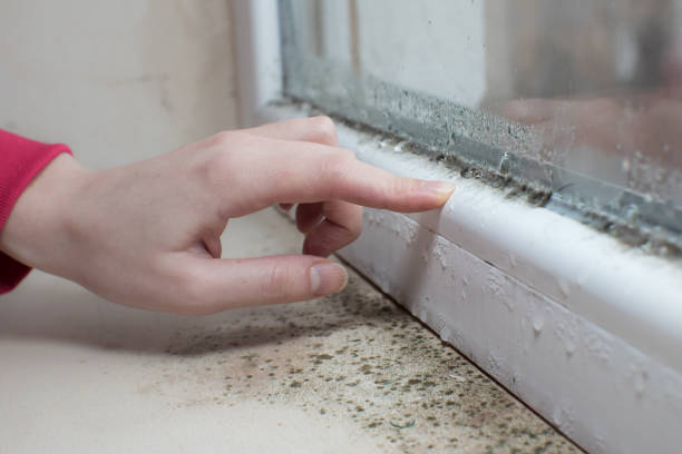 Mold Documentation for Insurance Claims in Maple Park, IL