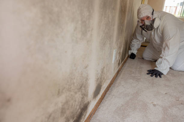 Best Residential Mold Inspection & Testing  in Maple Park, IL